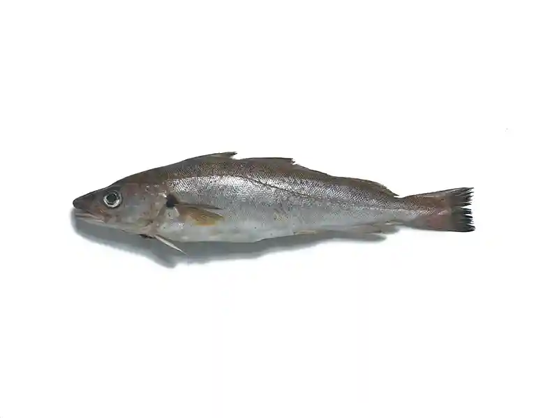 Ugnsbakad vitling med färskpotatis